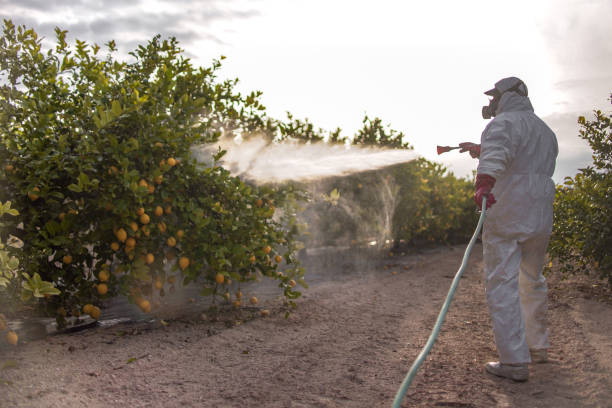 Best Termite Control Services  in West Dundee, IL